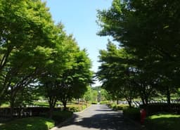 新座市営墓園の園内通路②